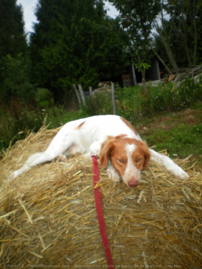 Photo d'Epagneul breton