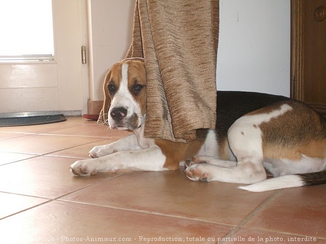 Photo de Beagle