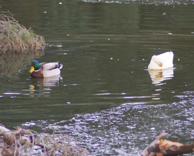 Photo de Canard colvert