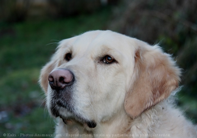 Photo de Golden retriever