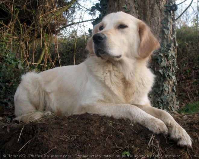 Photo de Golden retriever