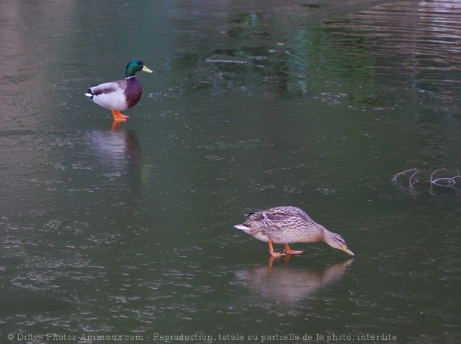 Photo de Canard colvert