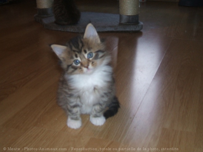 Photo de Maine coon