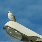 Photo de Mouette