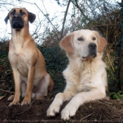 Photo de Races diffrentes