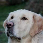 Photo de Golden retriever