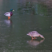 Photo de Canard colvert