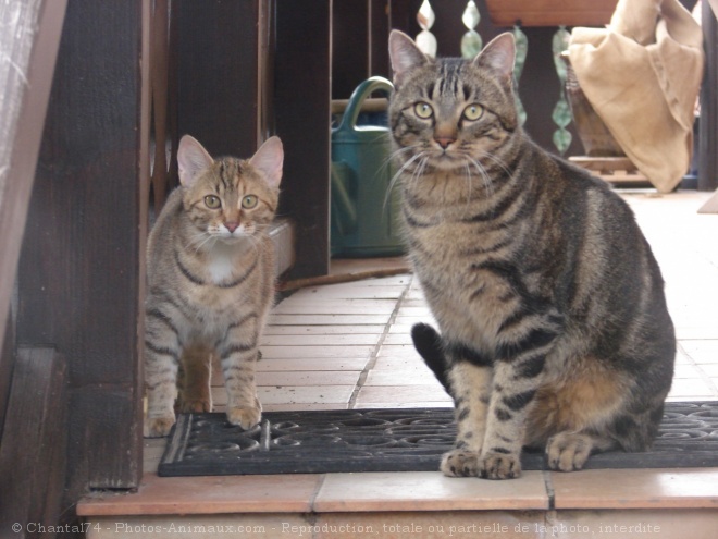 Photo de Chat domestique