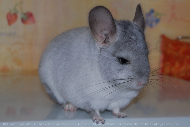 Photo de Chinchilla