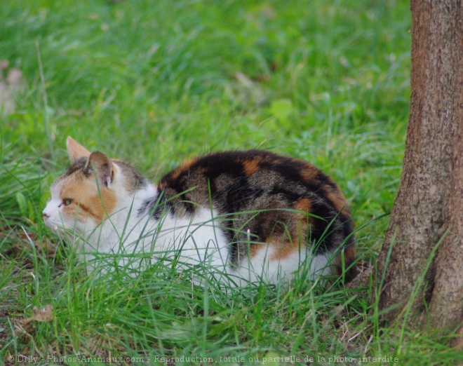 Photo de Chat domestique