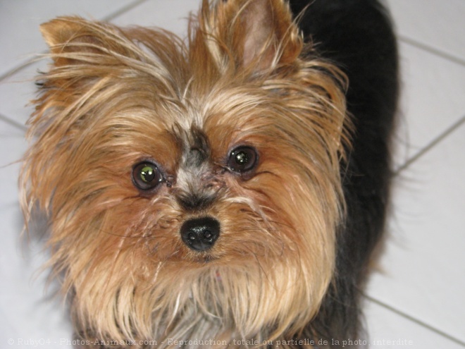 Photo de Yorkshire terrier