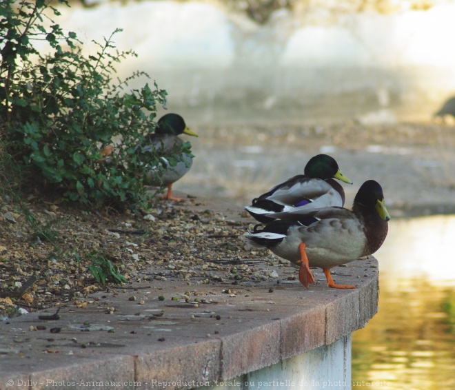 Photo de Canard colvert