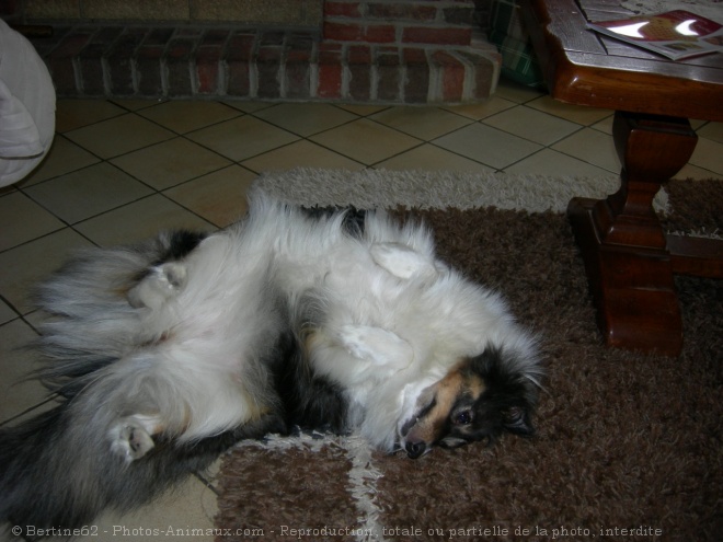 Photo de Chien de berger des shetland