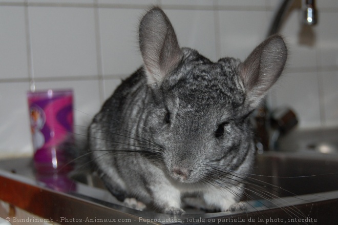 Photo de Chinchilla