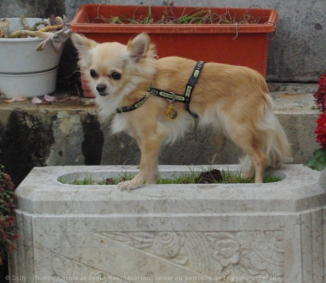 Photo de Chihuahua  poil long