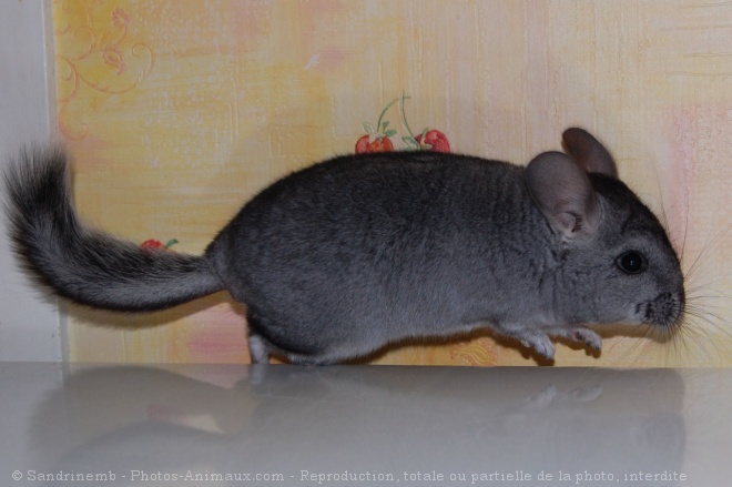 Photo de Chinchilla