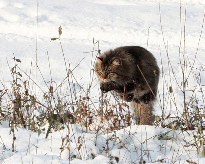 Photo de Siberien