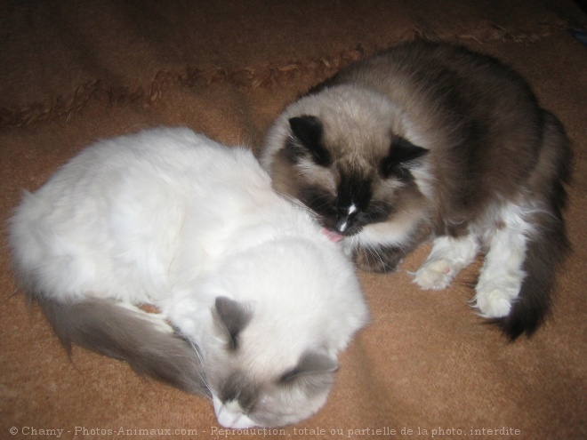 Photo de Ragdoll