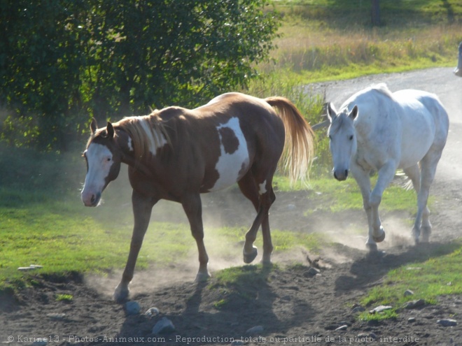 Photo de Paint horse