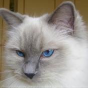 Photo de Ragdoll