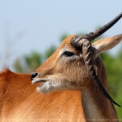 Photo d'Antilope