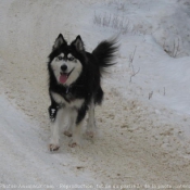 Photo de Husky siberien