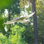 Photo de Mouette