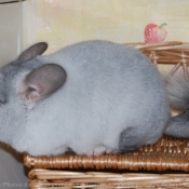 Photo de Chinchilla