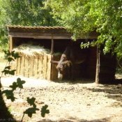 Photo d'Ane - baudet du poitou