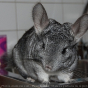 Photo de Chinchilla