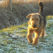 Photo d'Airedale terrier