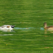 Photo de Canard colvert