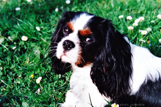 Photo de Cavalier king charles spaniel