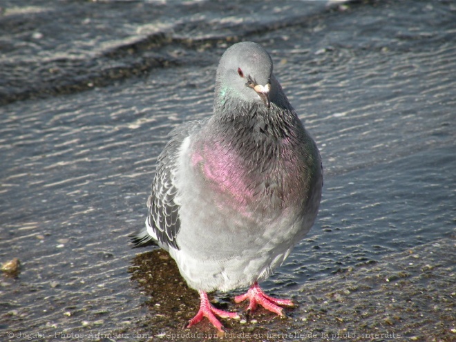 Photo de Pigeon