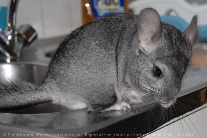 Photo de Chinchilla