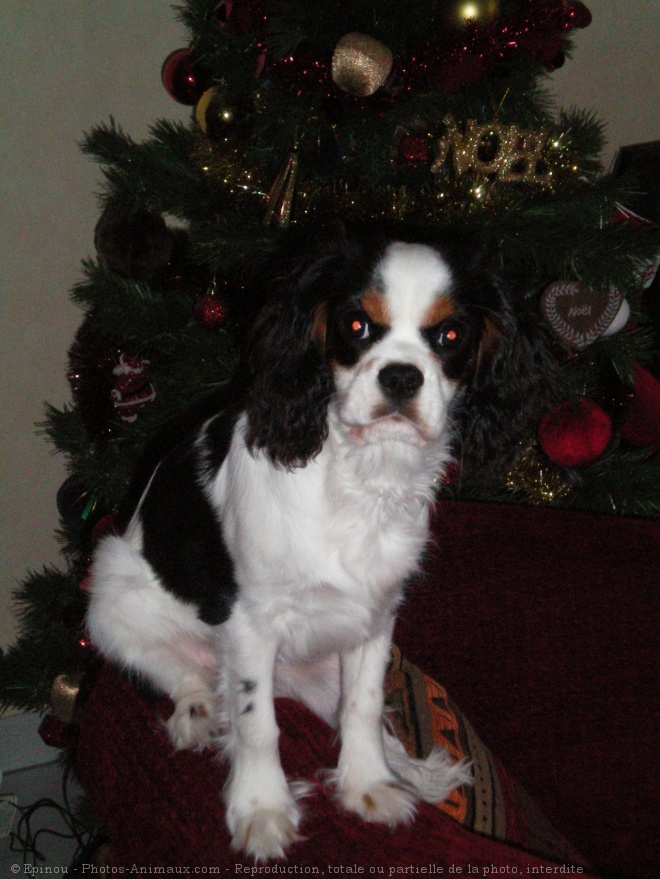 Photo de Cavalier king charles spaniel