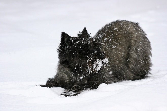 Photo de Cairn terrier