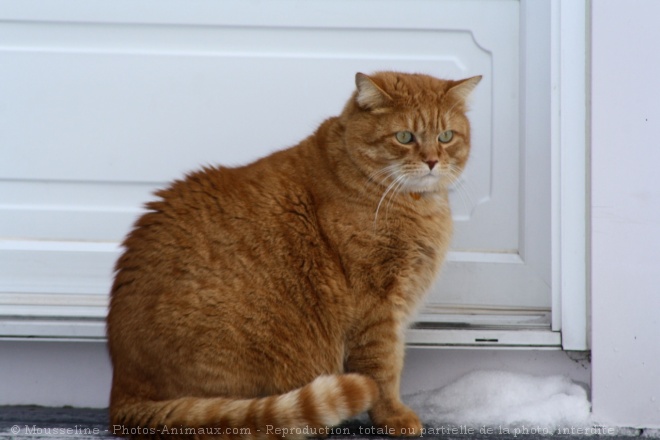 Photo de Chat domestique