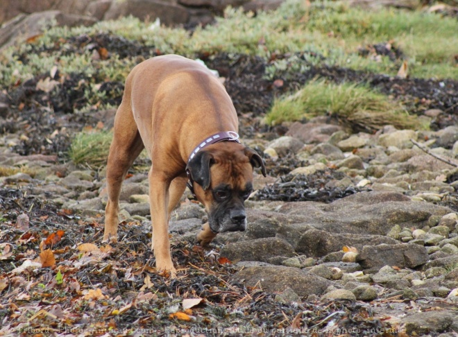 Photo de Boxer