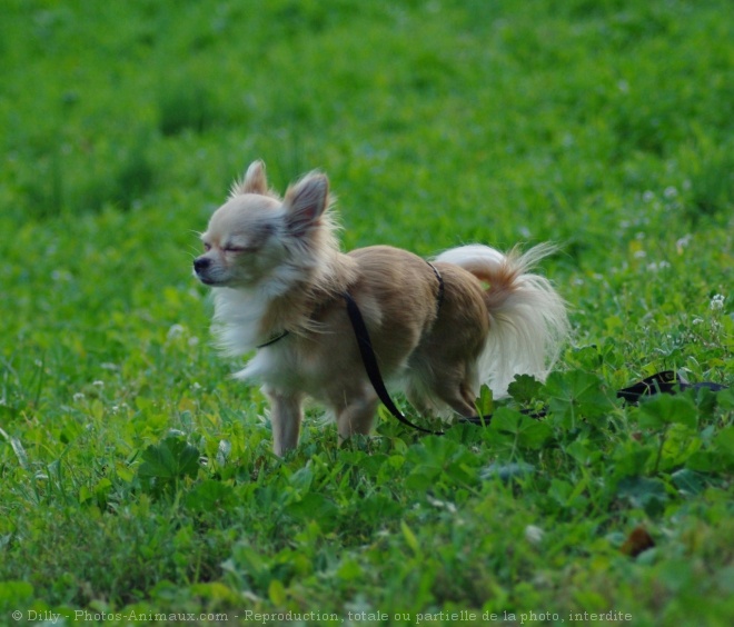 Photo de Chihuahua  poil long