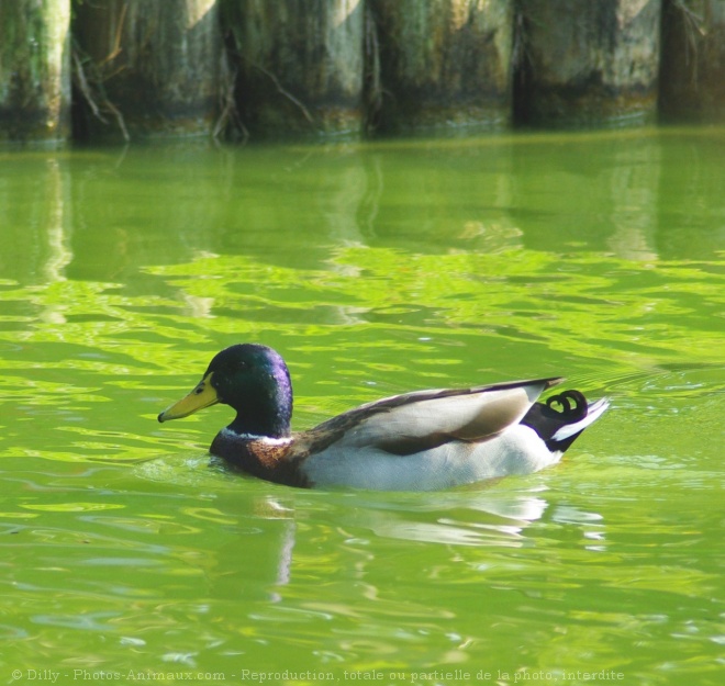 Photo de Canard colvert