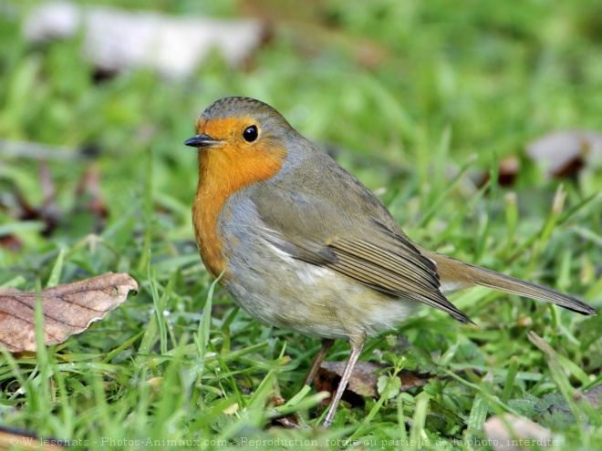 Photo de Rouge gorge