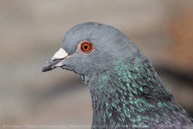 Photo de Pigeon