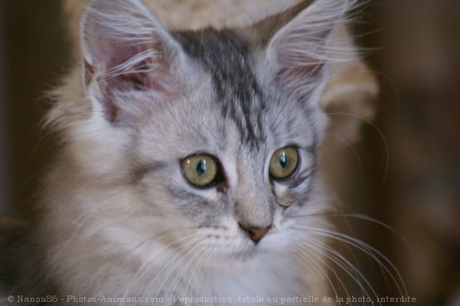 Photo de Maine coon