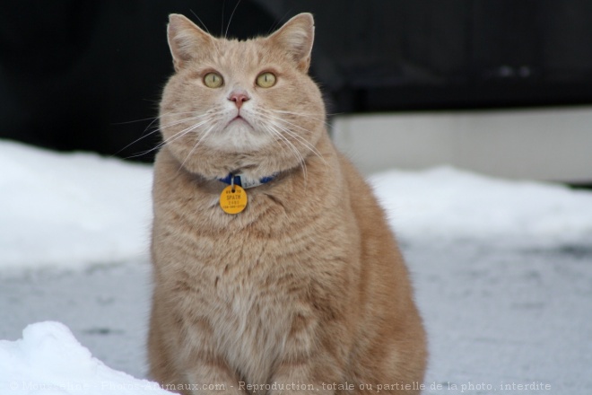 Photo de Chat domestique