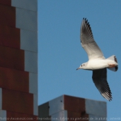 Photo de Mouette