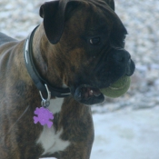 Photo de Boxer