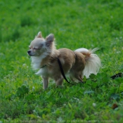 Photo de Chihuahua  poil long