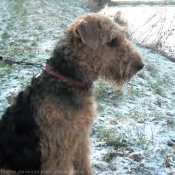 Photo d'Airedale terrier