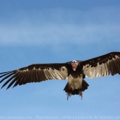 Photo de Vautour fauve